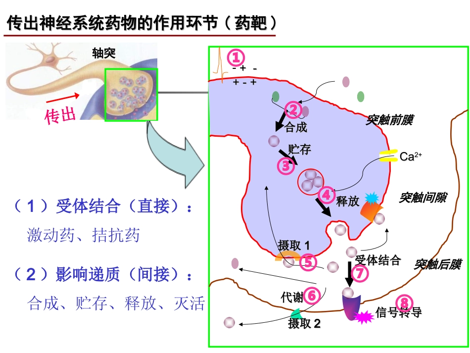 神经系统药理-3(传出)_第2页