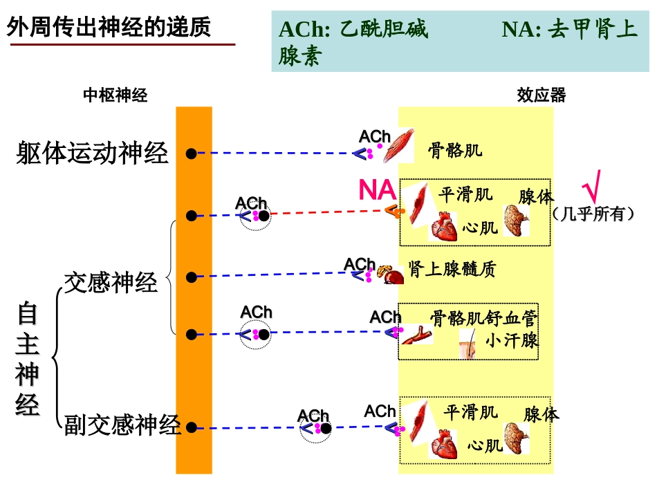 神经系统药理-3(传出)_第3页