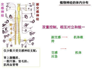 神经系统药理-3(传出)