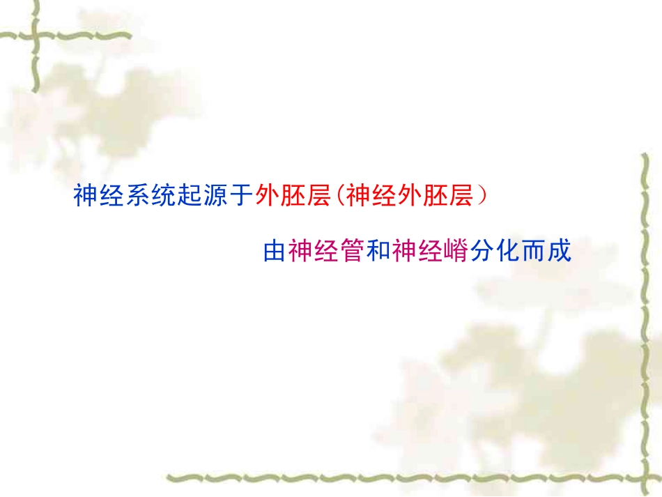 神经系统的发生_第2页