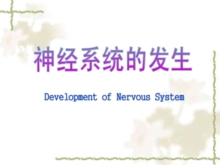 神经系统的发生