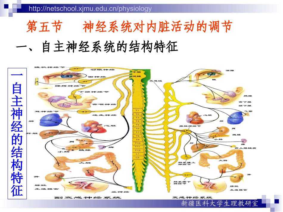 神经系统对内脏活动调节4_第3页