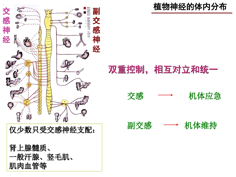 神经系统药理-2(传出)_第3页