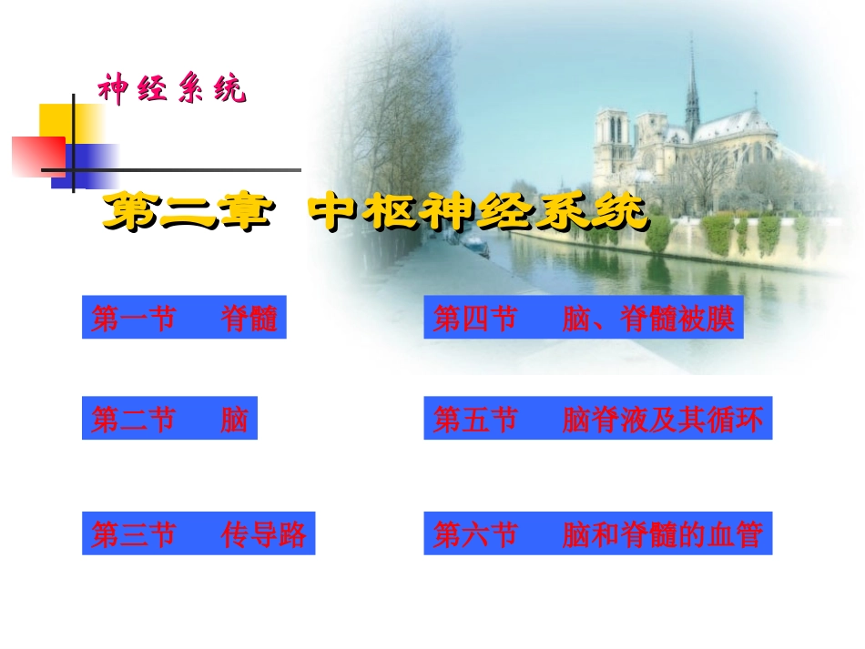 神经系统端脑(完整)_第3页