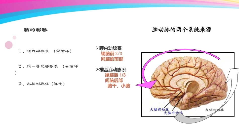 神经系统(二)脑动脉血管_第2页