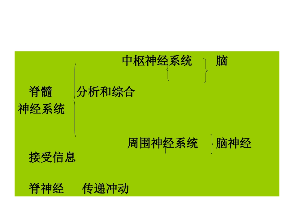神经系统-第一节_第3页