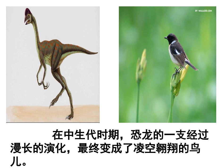 人教版四年级语文下册第八单元《飞向蓝天的恐龙》课件_第2页