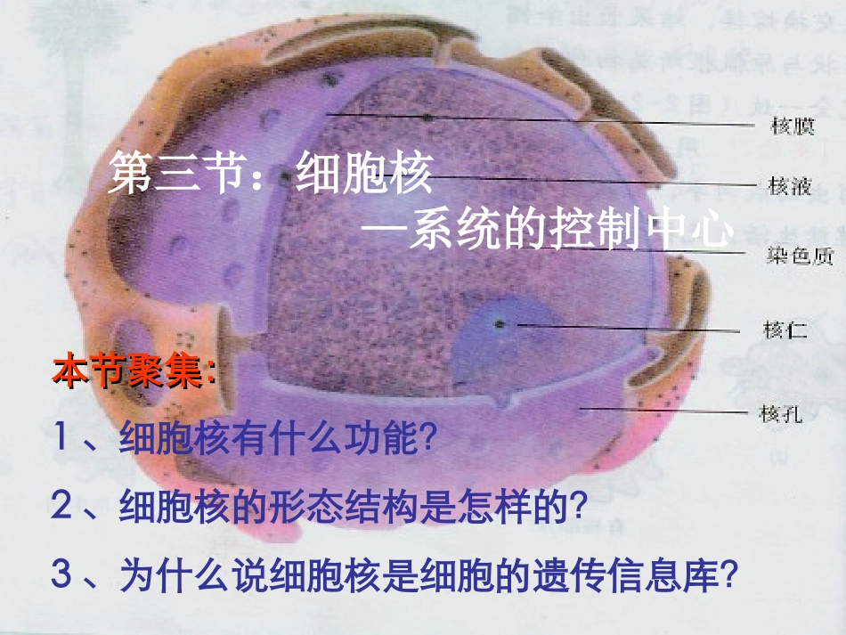 2014高中生物《33细胞核系统内的控制中心》课件新人教版必修1_第1页