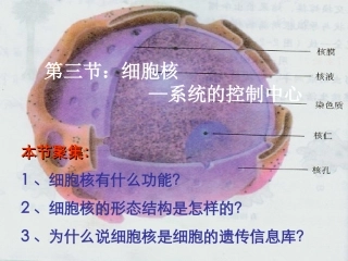 2014高中生物《33细胞核系统内的控制中心》课件新人教版必修1