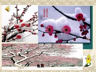 安阳县许家沟乡下堡中心小学蔺瑞云15落花生