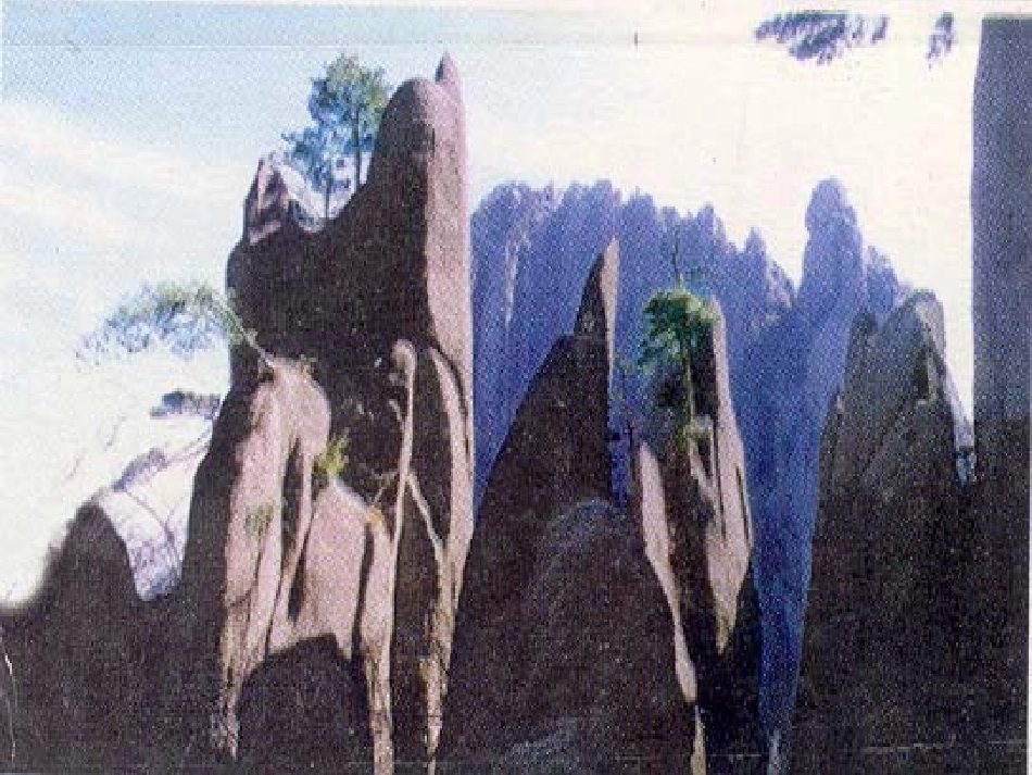 石缝间的生命_第1页