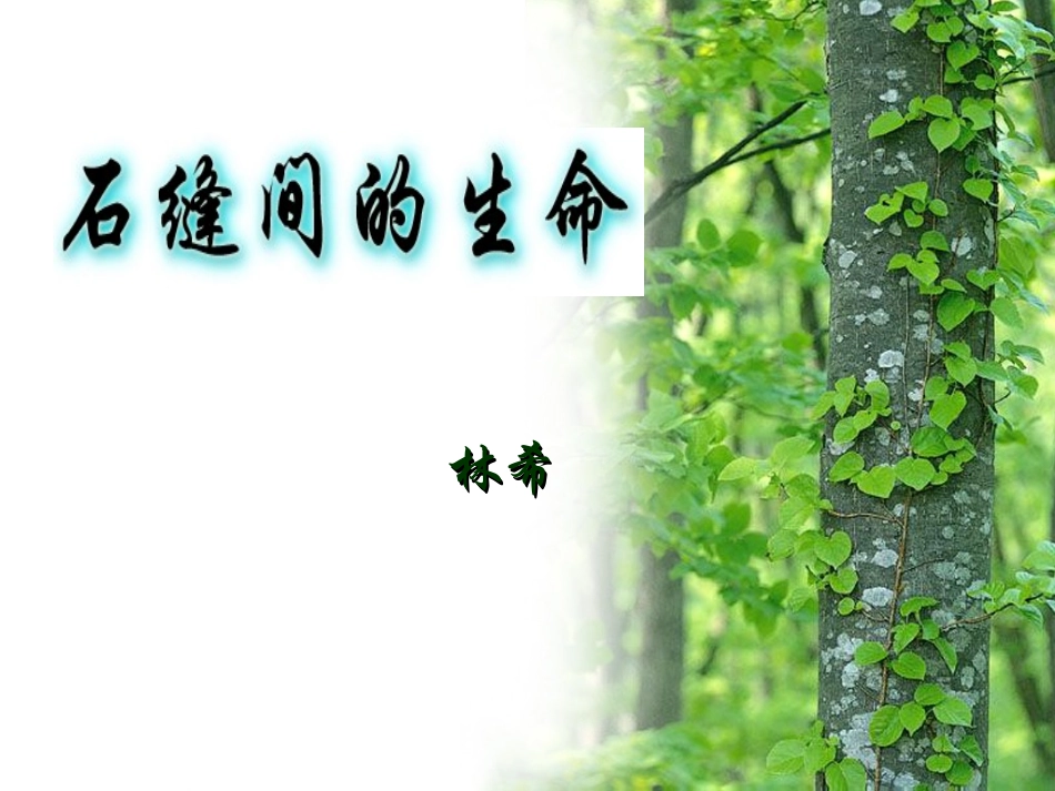 石缝间的生命(2010)-3_第1页