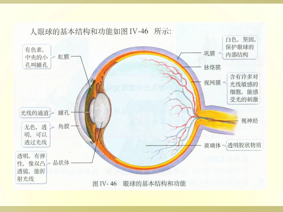 眼球的结构与功能_第3页