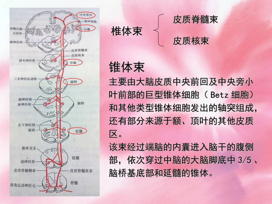 皮质脊髓束课件_第2页