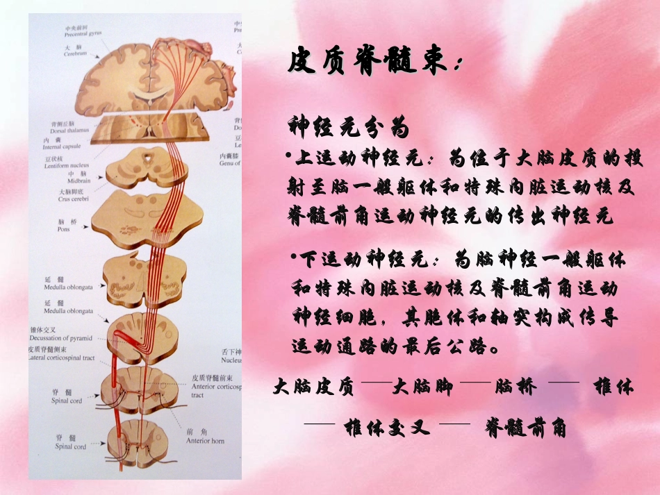 皮质脊髓束课件_第3页