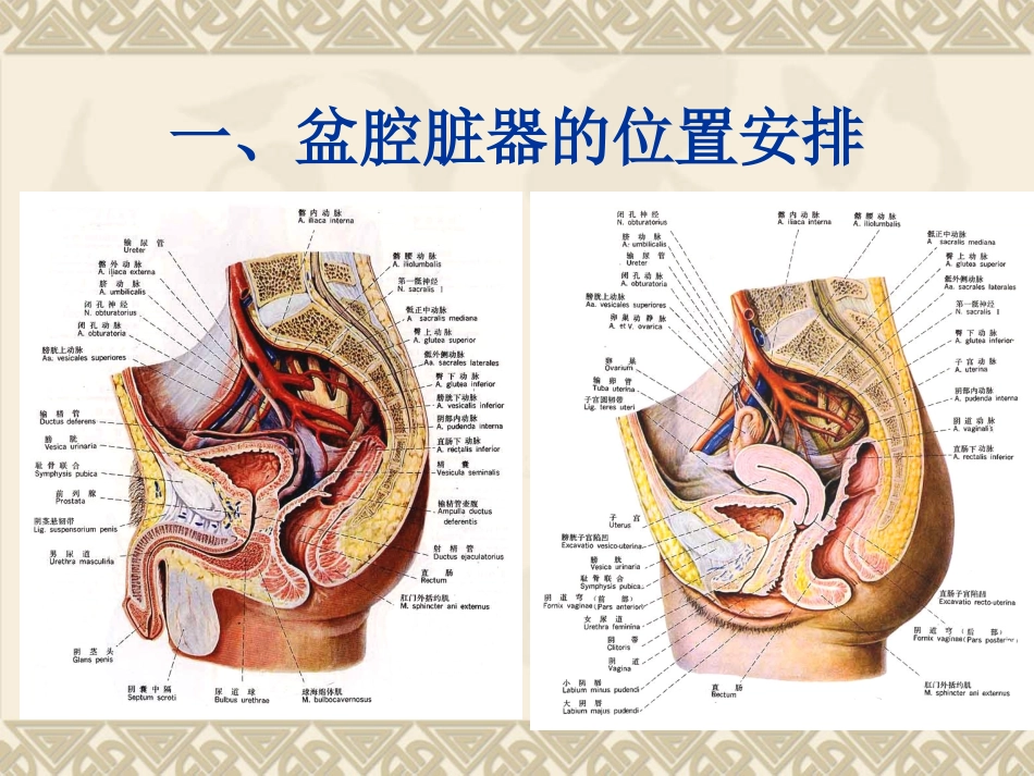 盆腔脏器(1)_第2页