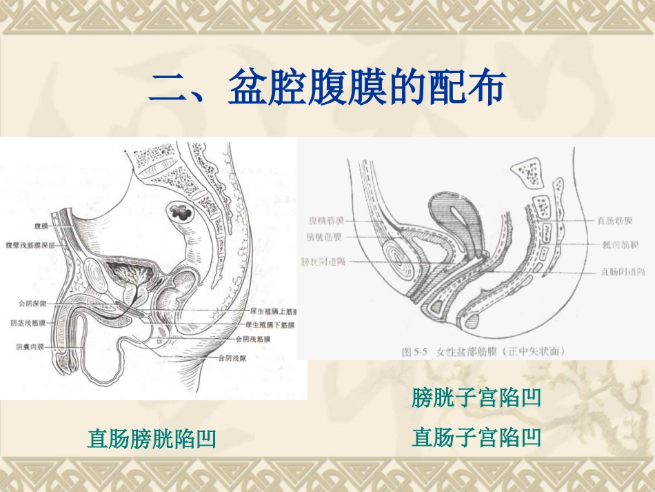 盆腔脏器(1)_第3页
