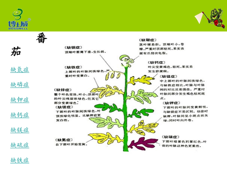 番茄缺素症状解析_第2页