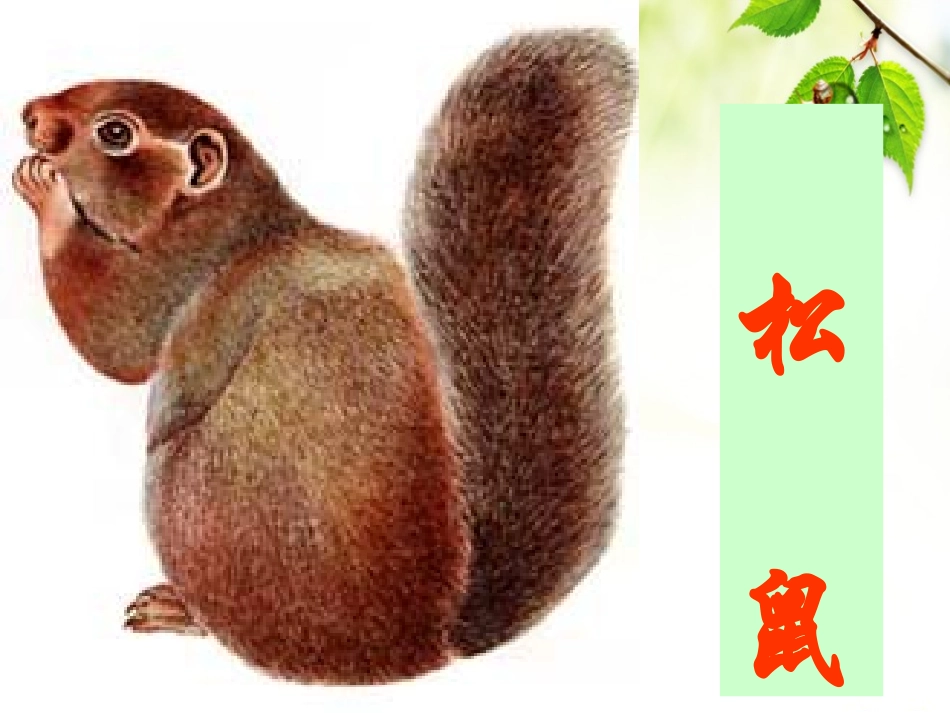 五语上册《松鼠》_第1页