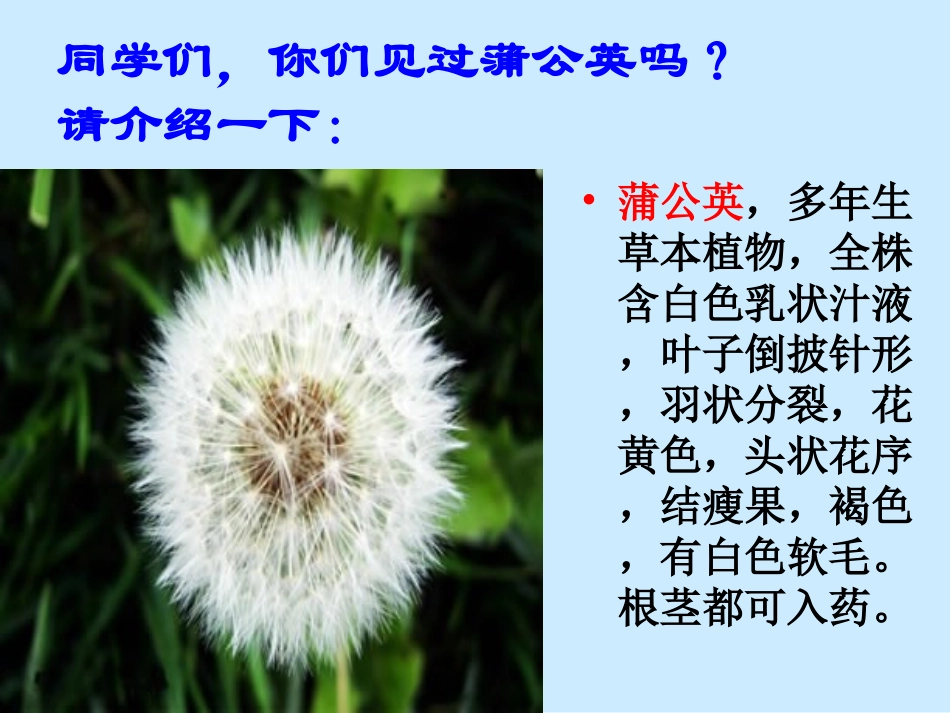 金色的草地PPT (2)_第1页