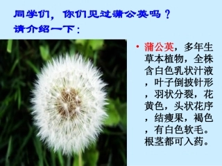 金色的草地PPT (2)