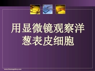 用显微镜观察洋葱表皮细胞