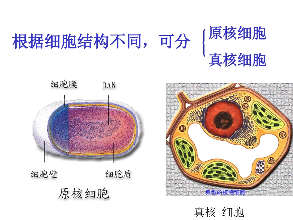 用红色荧光标记人细胞膜上的蛋白质_第2页