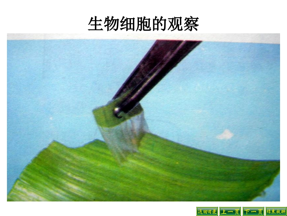 用显微镜观察身边的生命世界二ppt_第2页