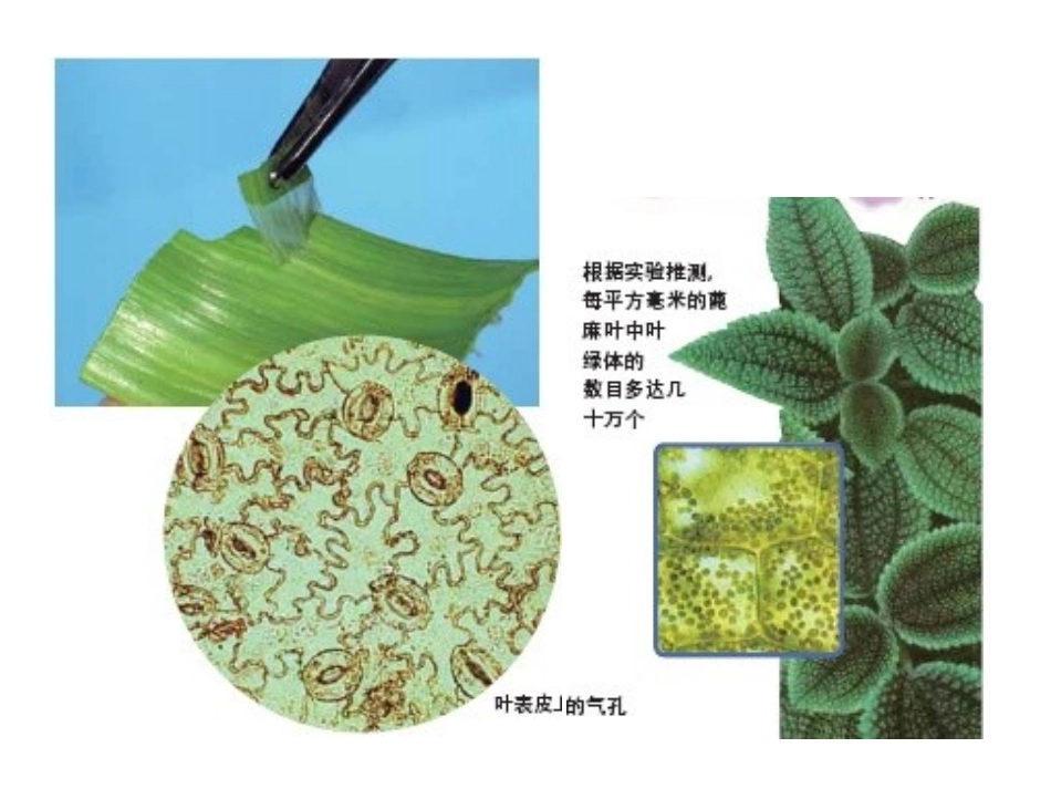 用显微镜观察身边的生命世界二ppt_第3页