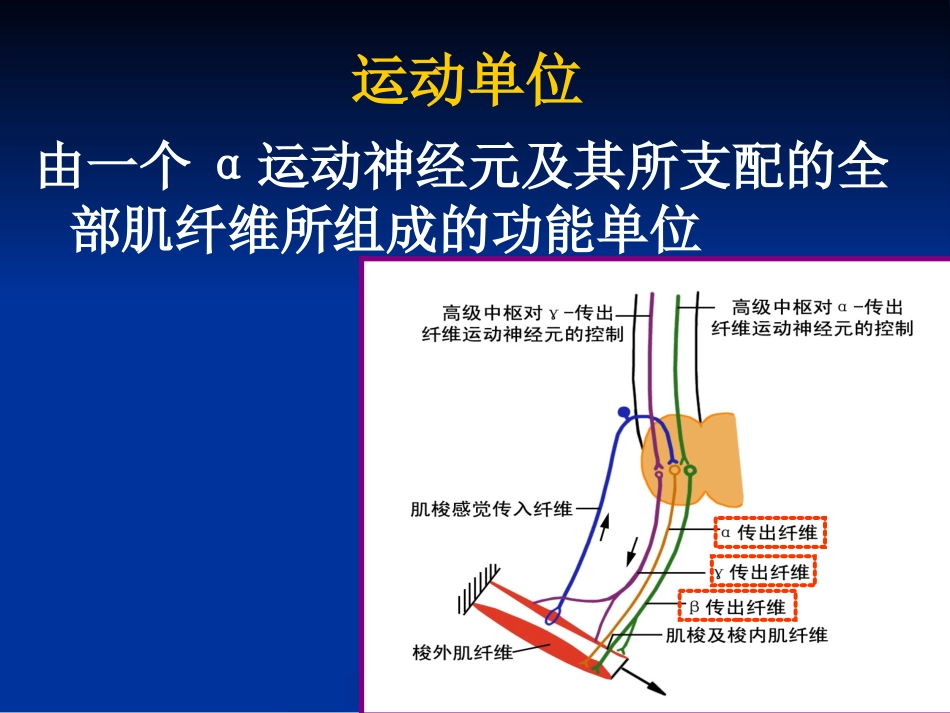 生理学 第十章神经系统3_第3页