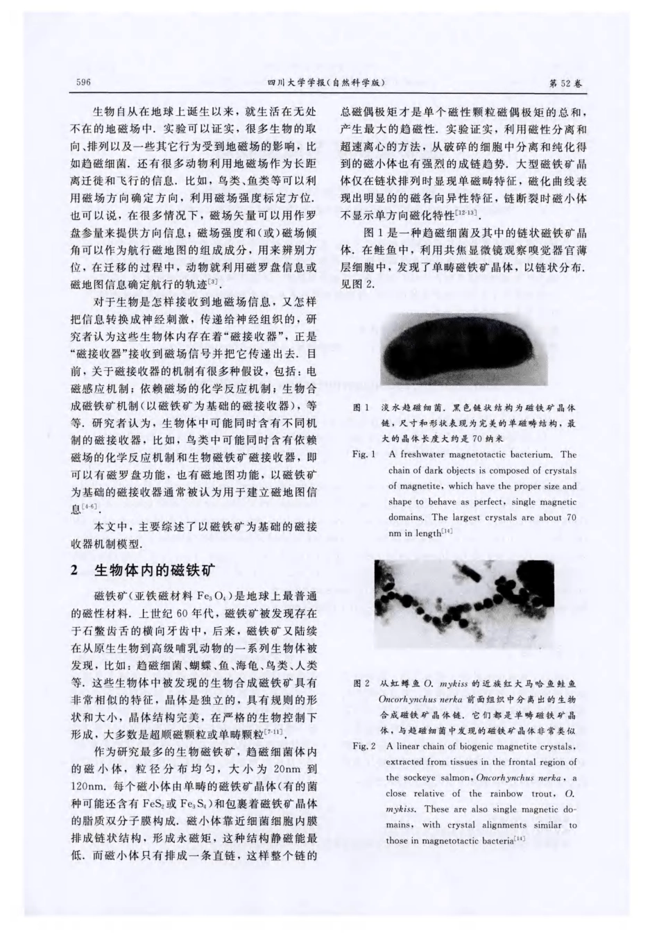 生物磁铁矿与磁接收器_第2页