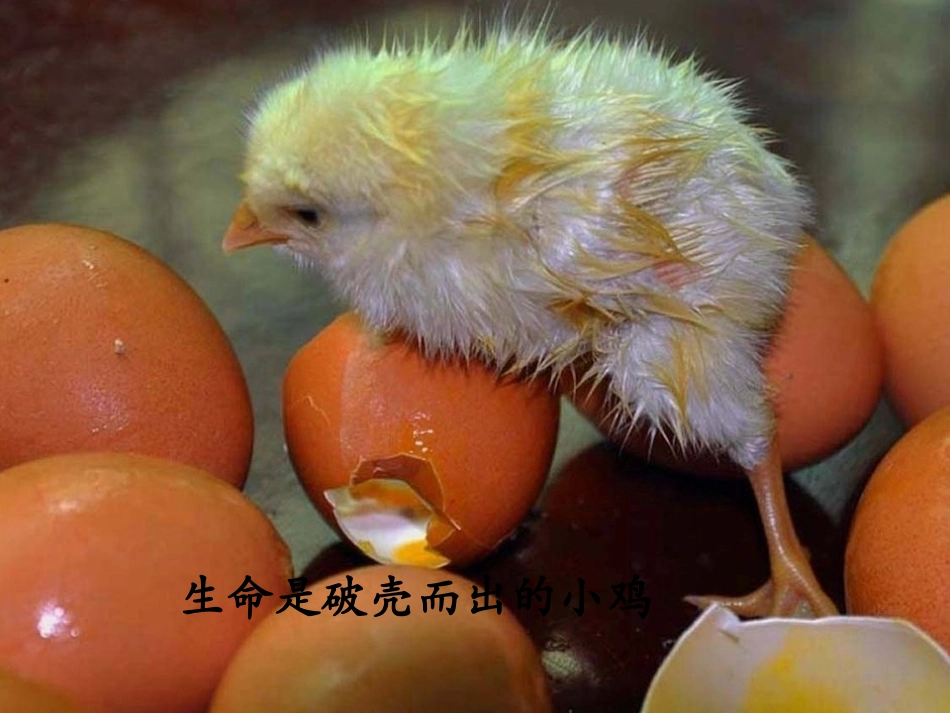 生命生命(完美版)_第2页