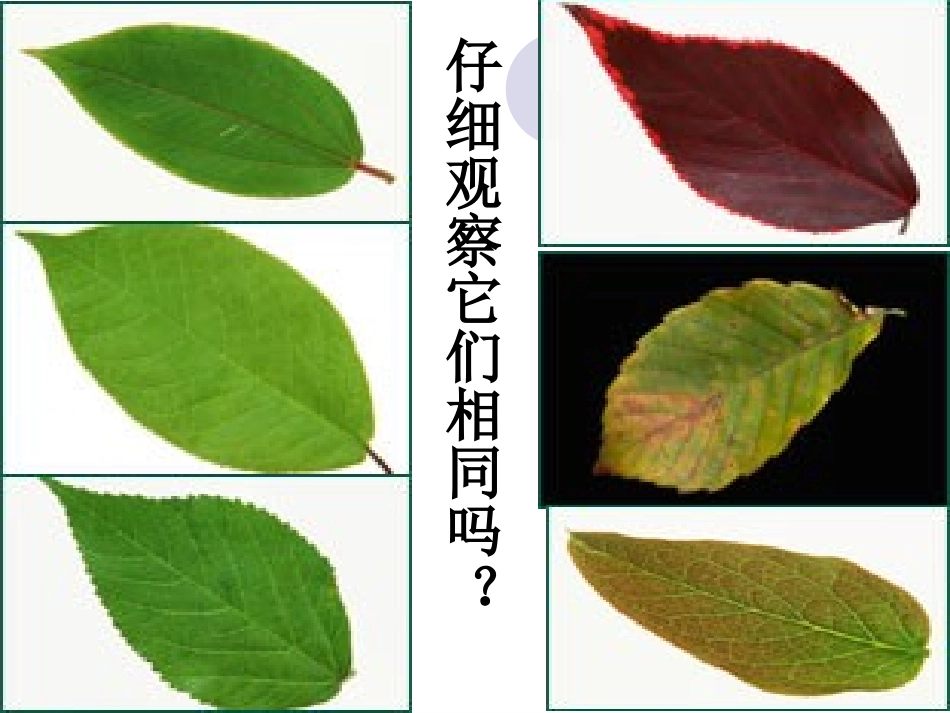 生命因独特而绚丽[1][1]剖析_第2页
