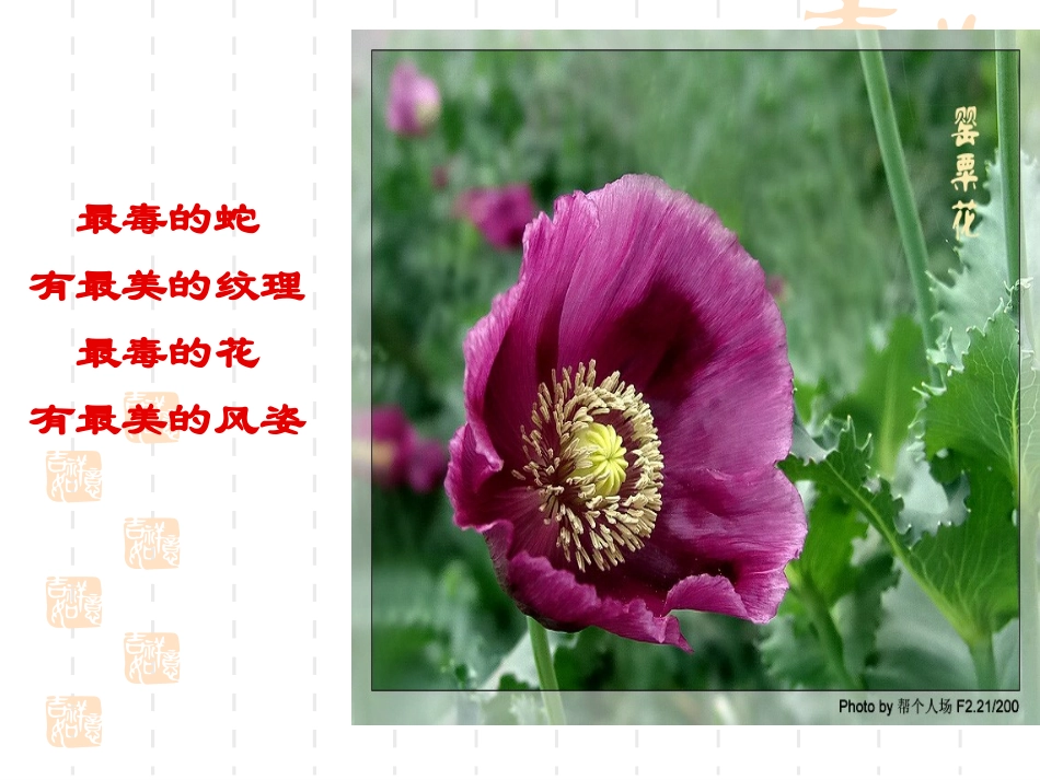 珍爱生命和远离毒品_第1页