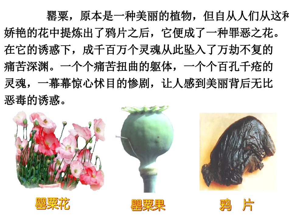 珍爱生命-远离毒品_第3页