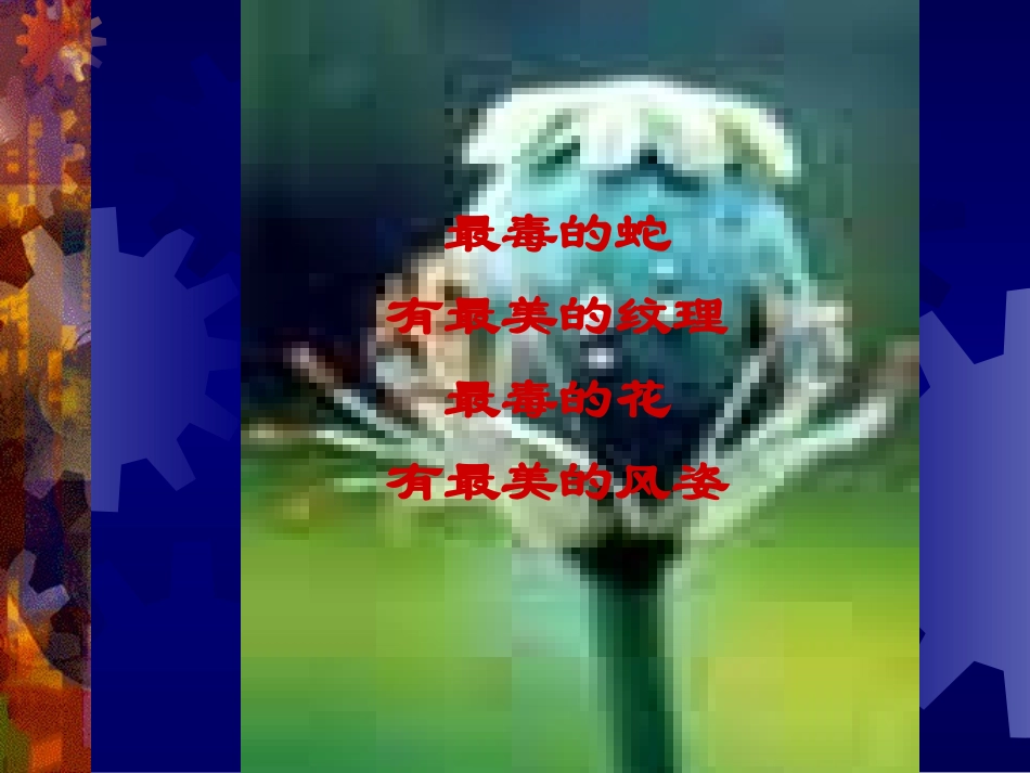 珍爱生命-拒绝毒品(PPT-61)_第2页