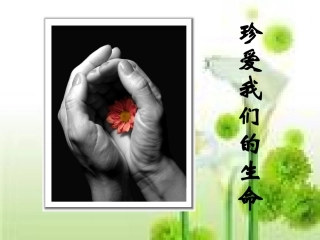 珍爱我们的生命PPT