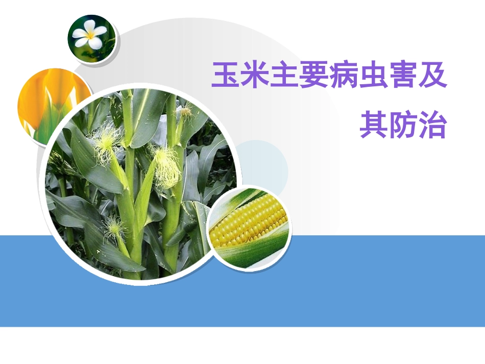玉米主要病虫害及其防治_第1页