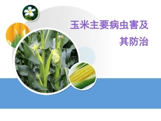 玉米主要病虫害及其防治