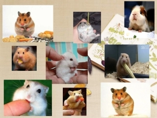 猪苓、茯苓、泽泻对小鼠利尿作用的对比观察