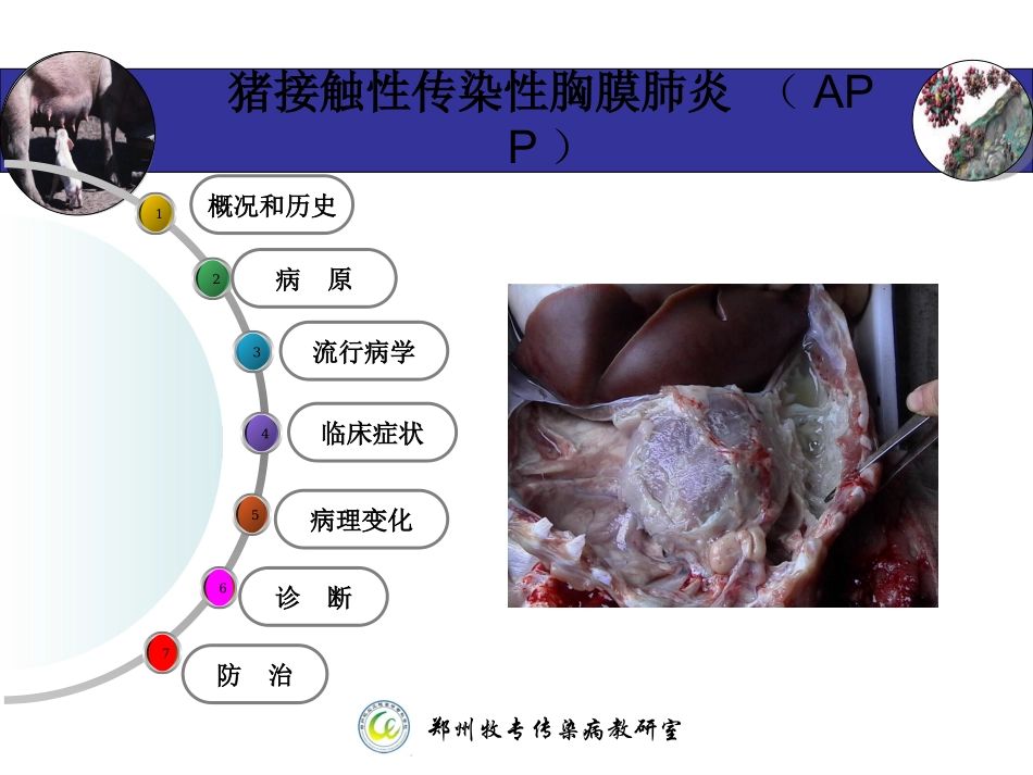 猪接触性传染性胸膜肺炎-(APP)_第2页