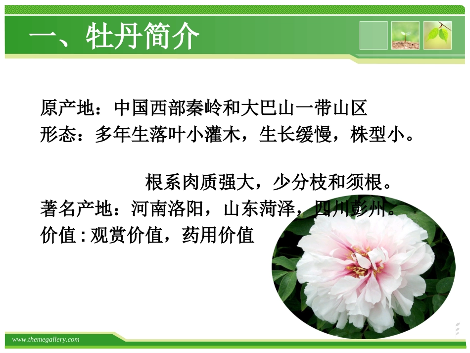 牡丹的药用价值_第3页