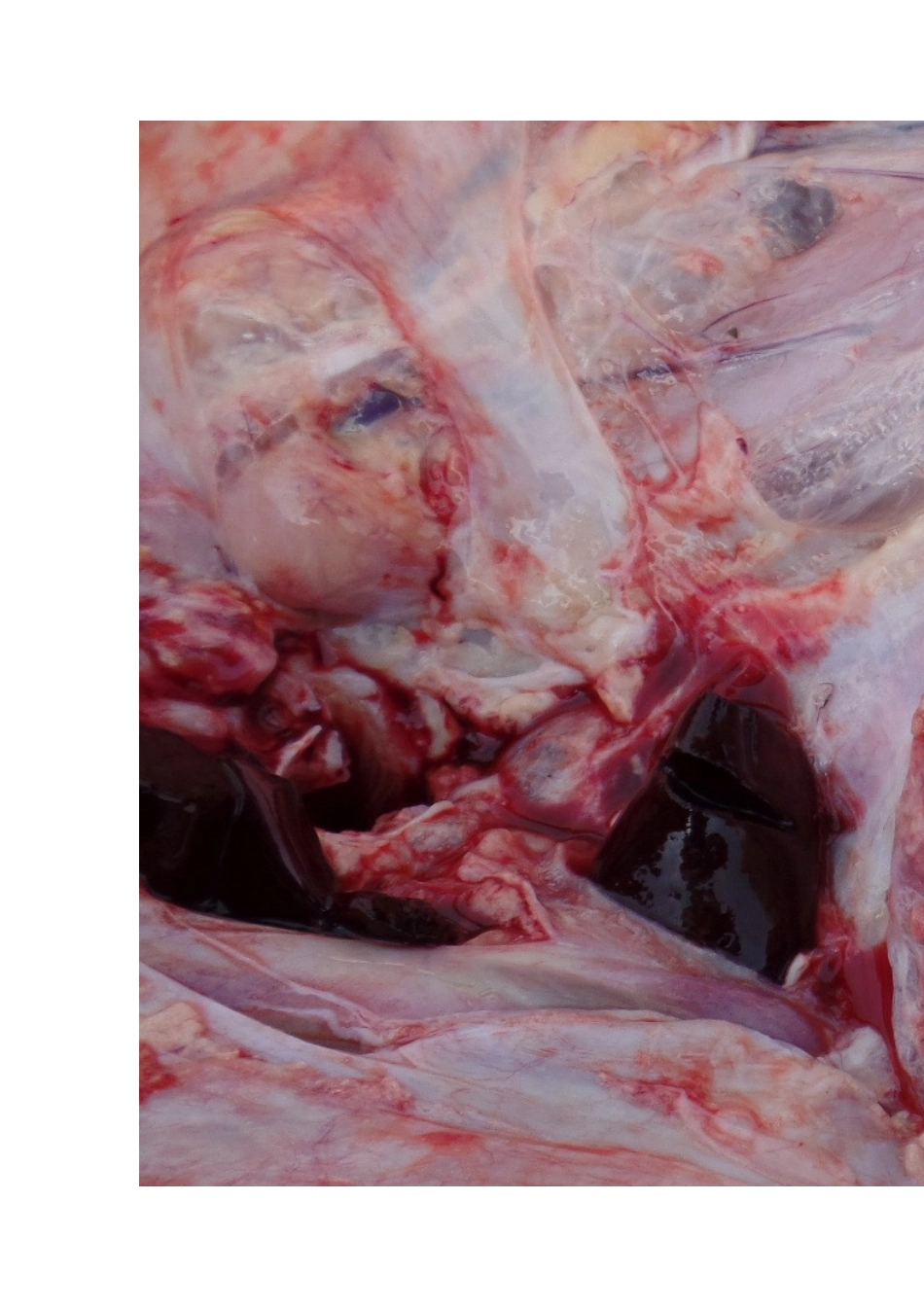 牛支原体肺炎的防治_第3页