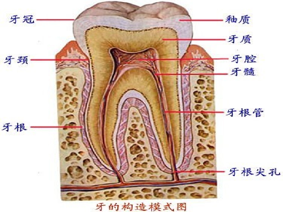 牙病的防治(新的-有删除)_第3页