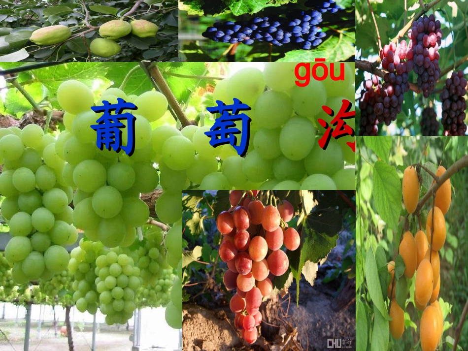 葡萄沟[3]_第3页