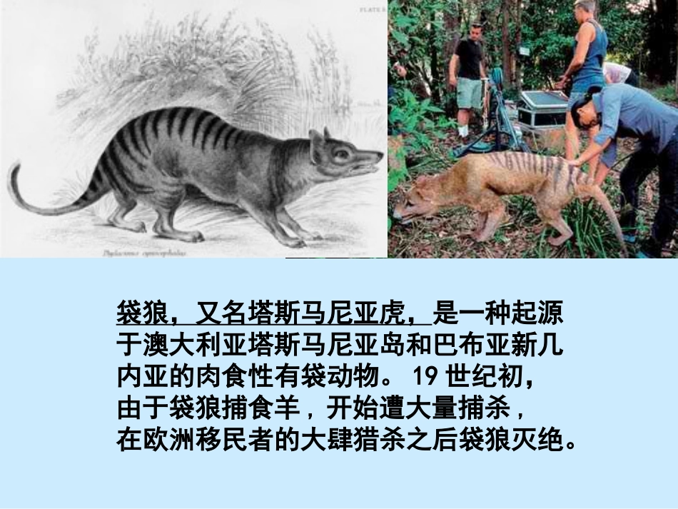 灭绝之恶果多米诺骨牌_第3页