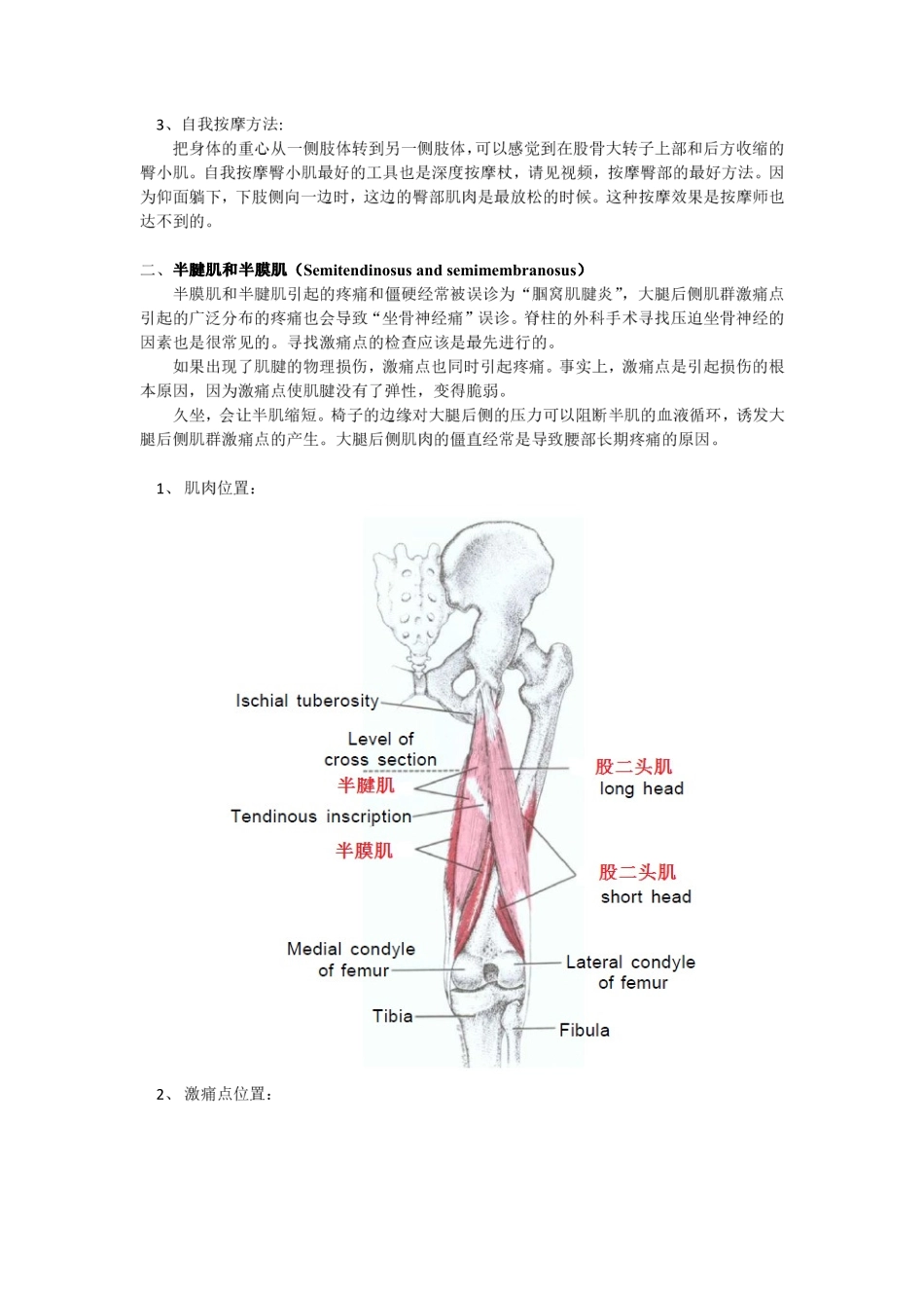 激痛点和肌肉疼痛自我按摩治疗(32)大腿后部痛_第3页