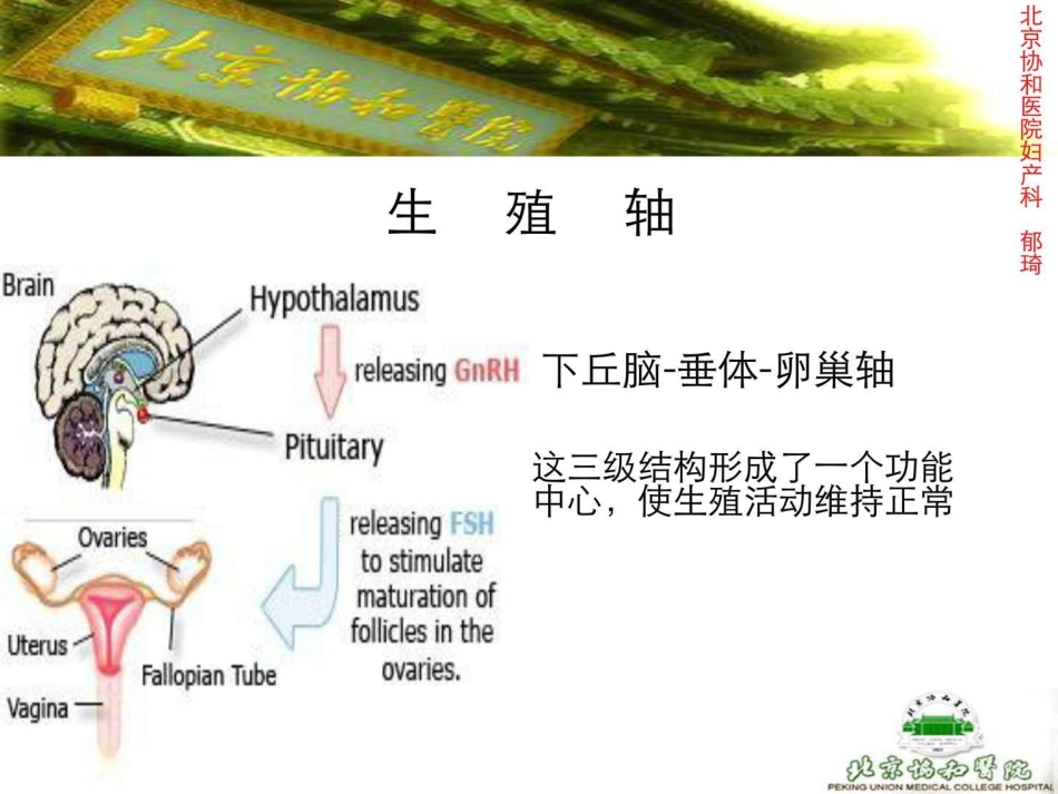 激素测定与妇科内分泌-北京协和郁琦汇总_第2页
