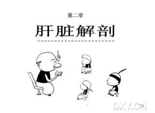 漫画肝脏解剖——肝脏解剖