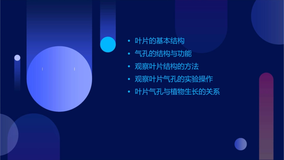 观察叶片的结构气孔课件_第2页